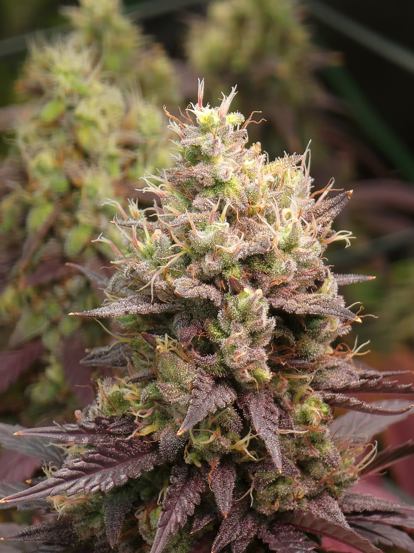 Rooted Cuttings - Ready For Transplant