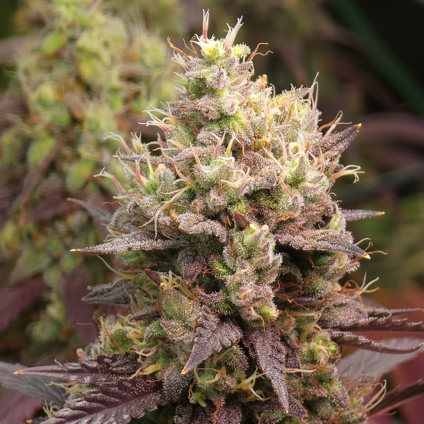 Clones - Select Your Strain