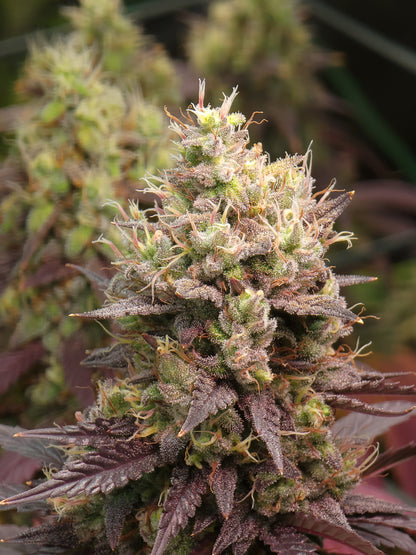 Rooted Cuttings - Ready For Transplant