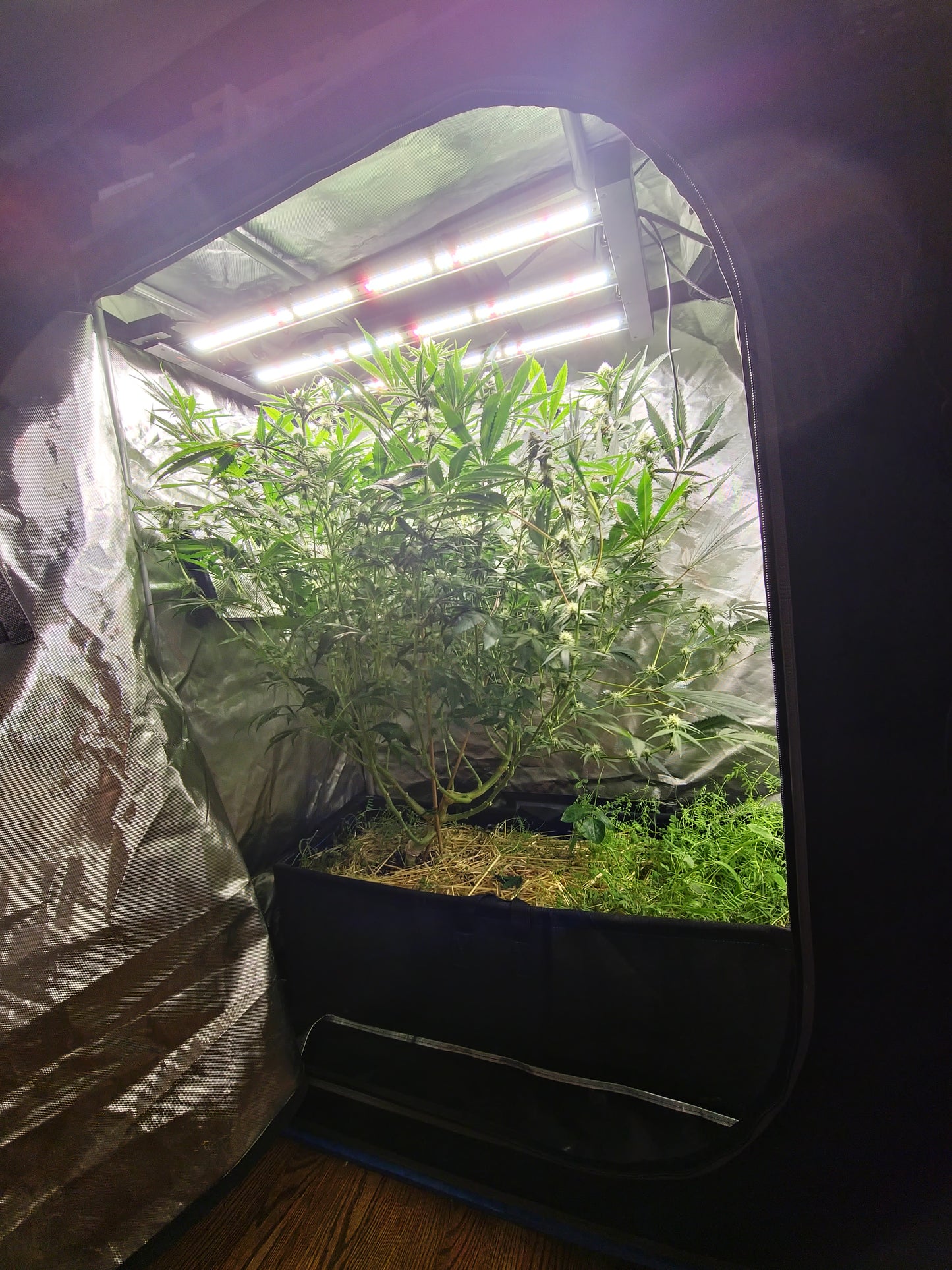 Automated Indoor Garden Kits