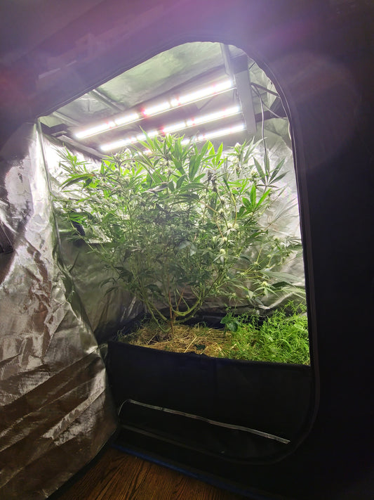 Automated Indoor Garden Kits